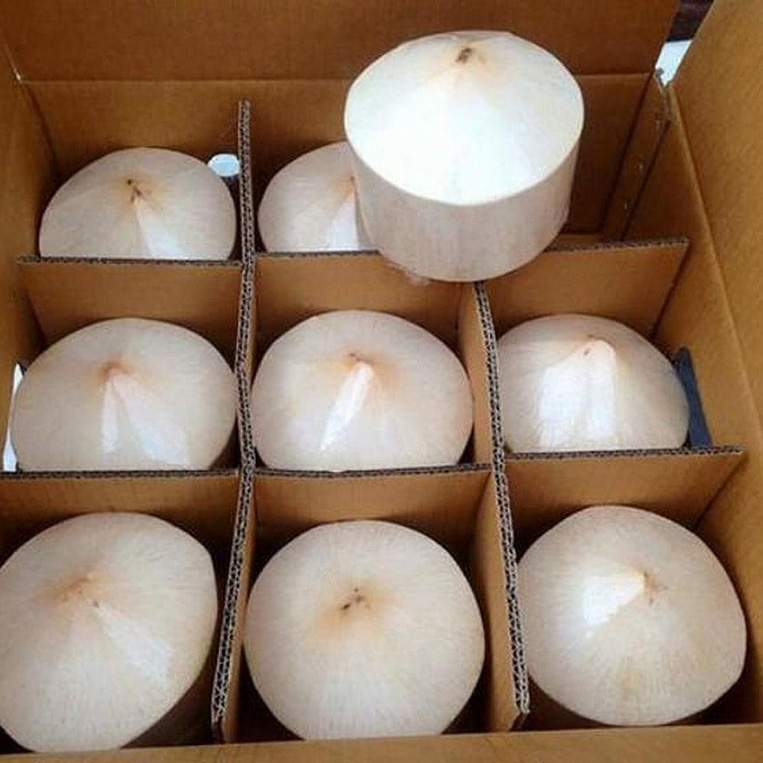 Dừa xuất khẩu được tuyển chọn từ các vùng trồng dừa nổi tiếng tại Việt Nam